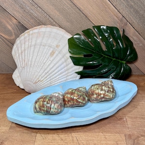 Polished Turbo Petholatus Shells (Set of 3)