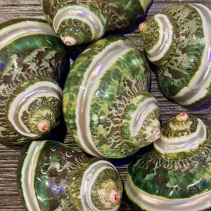 Banded Tapestry Turban Shells (Set of 3)
