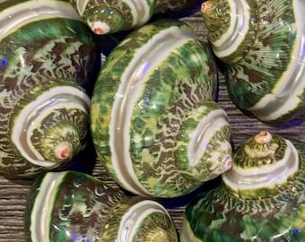 Banded Tapestry Turban Shells (Set of 3)