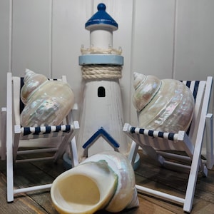 Polished Turbo Jade Pearled Shells (LG/XL) - Single Shell