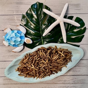 Larvae Crunch  Black Soldier Fly Larvae for Hermit Crabs