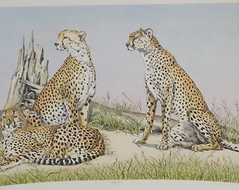 Cougars Respite by Mary Ann Lis | Signed Print