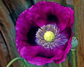 Semillas de amapola Laurens, colibríes, mariposas y sin OMG (100 semillas)