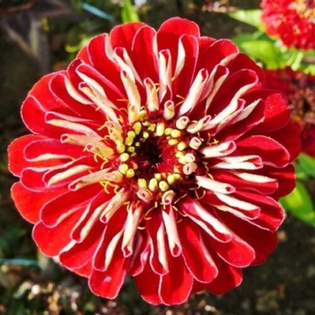 Meteor Burgundy/red Zinnia Seeds Nongmo Heirloom Fresh Garden Seeds Etsy