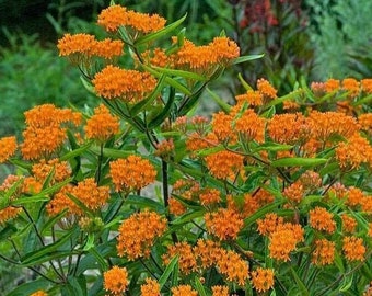 Semillas de flores de algodoncillo (Asclepias tuberosa), paquete de 100 semillas