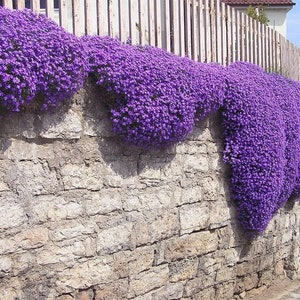 250+ AUBRIETA CASCADE PURPLE Seeds -  RockCress Cascade Purple Flower Seeds, Deer Resistant Easy Perennial Rock Cress