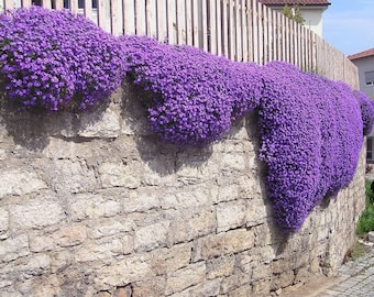 Más de 250 semillas de Aubrieta Cascade Purple - Berro de roca (flor púrpura), resistente a los ciervos.