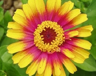 Semillas de Zinnia Sombrero 100 semillas
