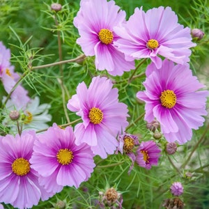 Daydream Day Dream Cosmo's Seeds Pink USA Harvested pollinator bee 100 Non-GMO, Heirloom Seeds, Cosmos bipinatus