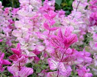Salvia Clary SUNDAE ROSA Salvia Aves Mariposas Polinizadores Sin OMG 100 Semillas