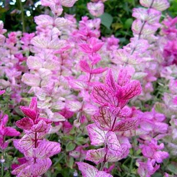 Clary Sage PINK SUNDAE Salvia Birds Butterflies Pollinators Non-GMO 100 Seeds