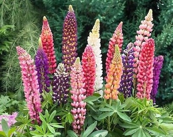 Semillas de altramuces Russell Mix, flores silvestres gigantes, 100 semillas