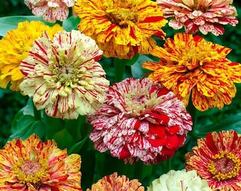 Semillas de zinnia mixta Candy Stripe, más de 100, floración doble