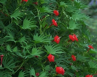 Cardinal Climber Vine Ipomoea Quamoclit Cardinalis Colibríes Mariposas Sin OGM 25 Semillas