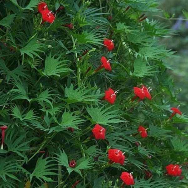 Cardinal Climber Vine Ipomoea Quamoclit Cardinalis Hummingbirds Butterflies Non-GMO 25 Seeds