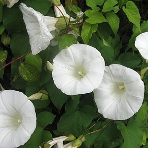 May include: White trumpet vine flowers with green leaves. The flowers are in bloom and have a delicate, bell-shaped appearance.