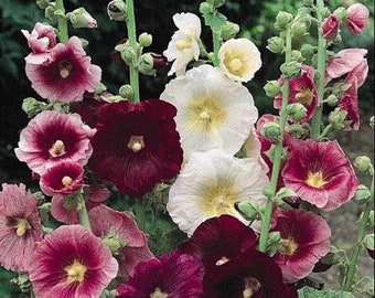 Semillas de malva real india de primavera, sin OMG, semillas de malva gigante, flores de malva real doble, perennes, para jardín de exterior (50 unidades)