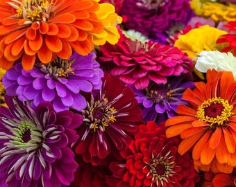 California Giant Zinnia Seeds | Non-GMO | Heirloom | 100 Fresh Garden Seeds