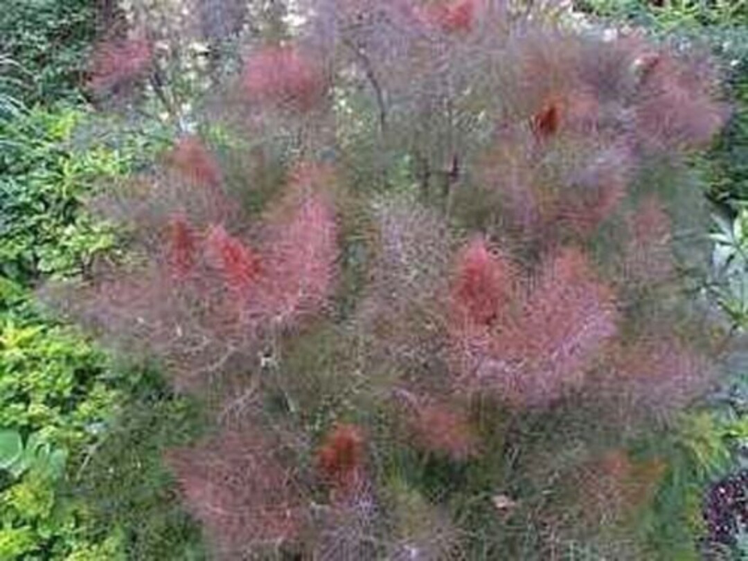 Bronze Leaf Fennel Seeds Medicinal & Culinary Herb Easy to Grow Non GMO