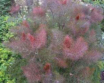 Bronze Leaf Fennel seeds - Medicinal & Culinary Herb - Easy to Grow - Non GMO Pack of 100 Seeds