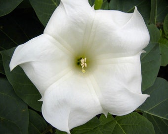 Moonflower Heirloom Flower Seeds - Moon Vine, Night Blooming, Morning Glory, Non-GMO Rare
