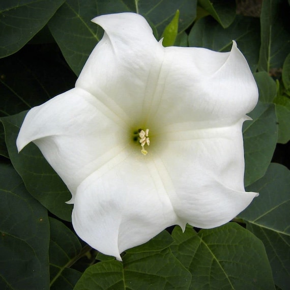 Moonflower Heirloom Flower Seeds - Moon Vine, Night Blooming, Morning Glory, Non-GMO Rare