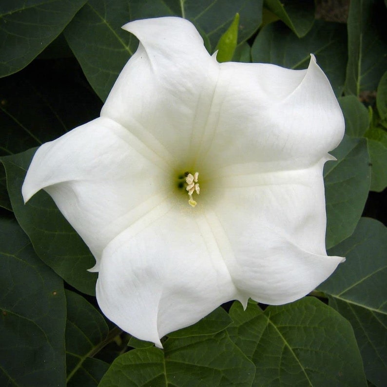 May include: A single white flower with a five-pointed star shape and a yellow center. The flower is surrounded by green leaves.