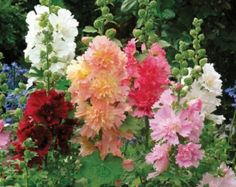 Semillas de malva real Queenie (malvarrosa) enanas, mezcla sin OGM, semillas tradicionales, semillas de malva real doble, flores de malva real, flores perennes para jardín de casa al aire libre (50)