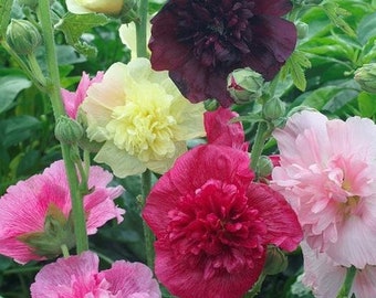 Hollyhock Majorette Double Mixed Heirloom Dwarf Pure Seed 25 Semillas
