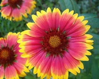 FLOR DE MANTA Gaillardia Perenne Flor Silvestre Nativa 100 Semillas FRESCAS