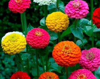 100 semillas de zinnias: mezcla para cortar y volver a crecer - Zinnia Elegans
