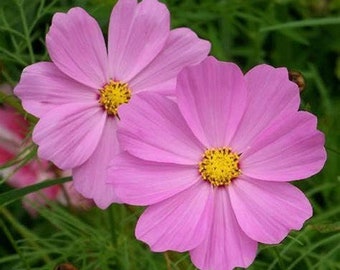 Semillas Pinkie Cosmo's Pink USA, abeja polinizadora cosechada, 100 semillas tradicionales sin OMG, Cosmos bipinatus