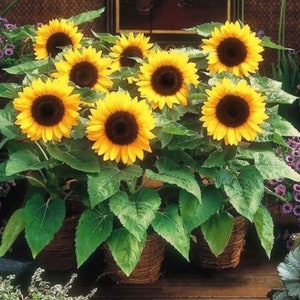 May include: A group of potted sunflowers in bloom. The sunflowers have bright yellow petals and dark brown centers. The plants are in brown wicker pots and are surrounded by green leaves.
