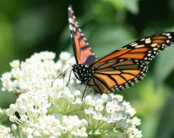 Algodoncillo de pantano - Asclepius incarnata blanca Mariposas monarcas 100 semillas