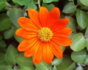 Semillas de girasol mexicano Red Torch/Tithonia rotundifolia anual de larga duración 100 semillas