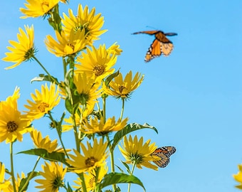 Girasol de hoja estrecha de pantano, planta nativa de pradera silvestre, con más de 100 semillas premium, perenne, fácil de cultivar, atrae polinizadores.