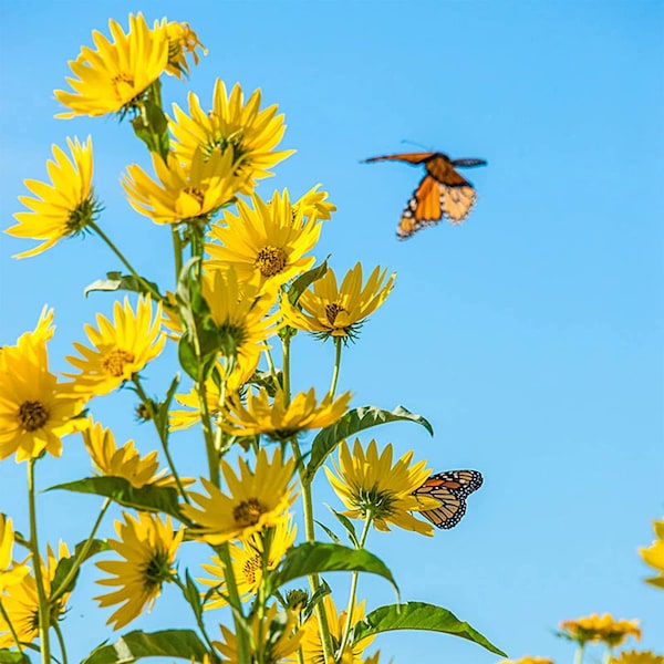 Swamp Narrowleaf Sunflower Clumping Native Wildflower Meadow, 100+ Premium Heirloom Seeds, Perennial, Easy to Grow, Attracts Pollinators