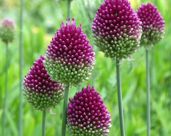 Drumstick Allium - Allium Sphaerocephalon 10 bulbs