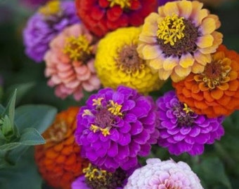 Semillas de zinnias enanas con flores variadas, mariposas, reliquia, sin OGM, 100 semillas