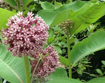 Plantas de algodoncillo comunes para mariposas monarca - 100 semillas - Semillas de algodoncillo para plantar Asclepias Syriaca