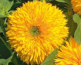 Semillas de girasol en forma de osito de peluche, 25 semillas esponjosas de 24" de alto (girasol enano)