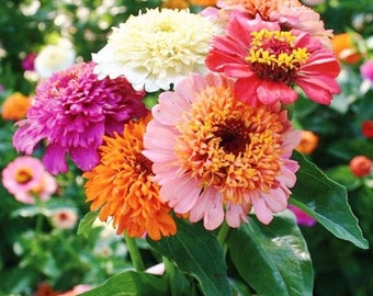 Semillas de zinnia escabiosa - Mezcla de semillas de flores - Paquete - Semillas de flores rosadas, moradas y rojas
