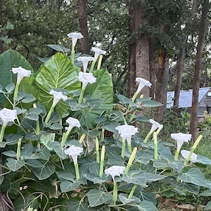 May include: A lush bush of white trumpet-shaped flowers with long green stems and large, heart-shaped leaves. The flowers are in full bloom, with a backdrop of green trees and foliage.