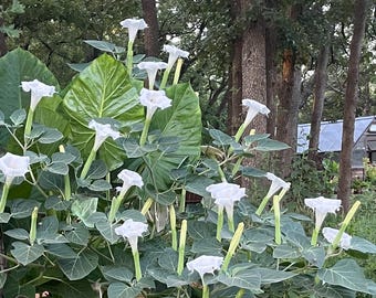 ¡Más de 25 semillas de flor de luna! También conocida como arbusto de la luna, trompeta del diablo, anual de floración nocturna, con enormes flores blancas.