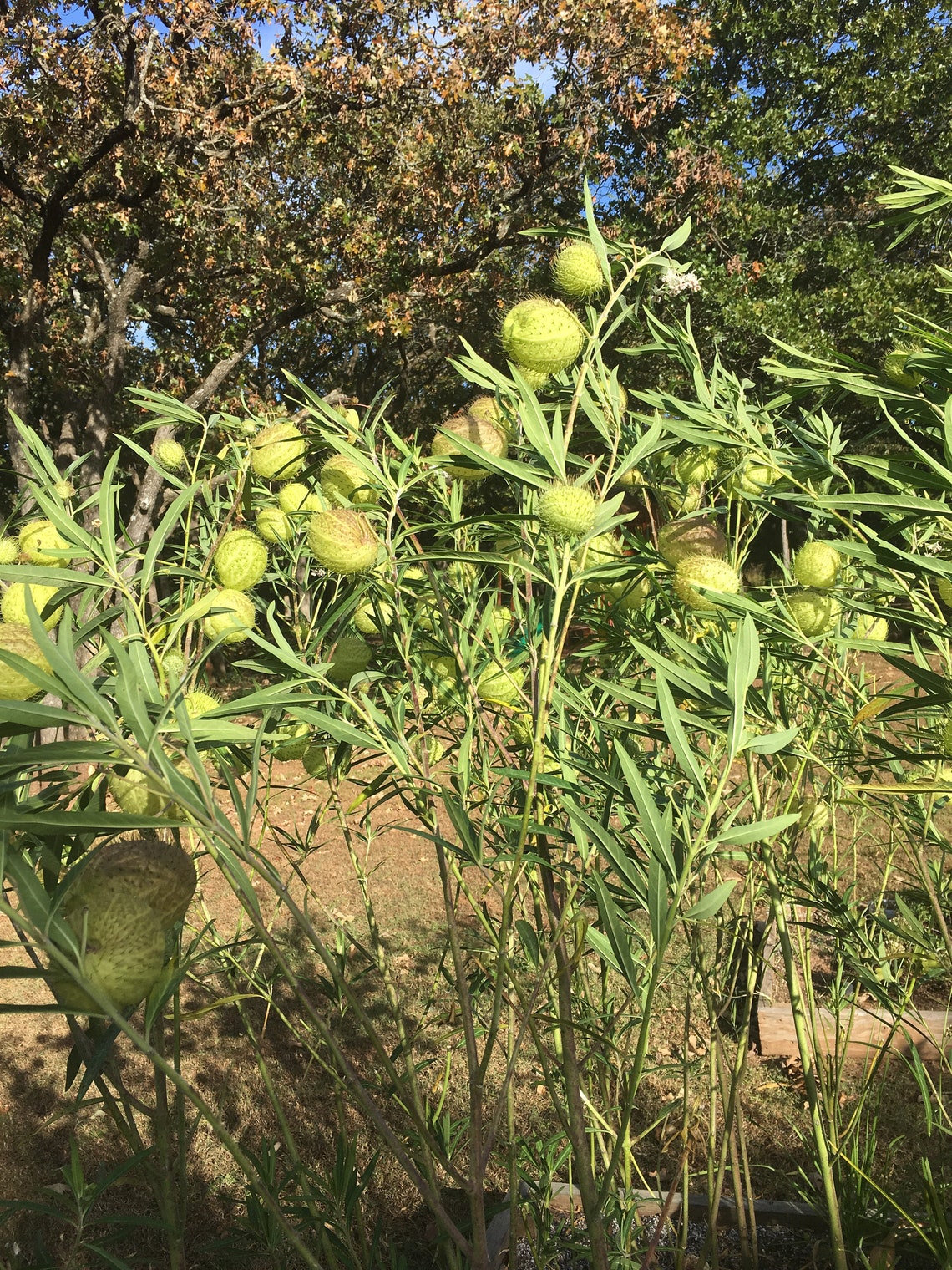 Hairy Balls Milkweed Seeds Gomphocarpus Physocarpus Giant Etsy