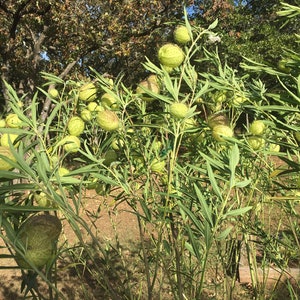 Hairy Balls Hairyballs Milkweed Seeds, Gomphocarpus Physocarpus Giant Swan Plant Milkweed for Monarchs Balloon 25 Seeds