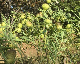 Hairy Balls Hairyballs Milkweed Seeds, Gomphocarpus Physocarpus Giant Swan Plant Milkweed for Monarchs Balloon 25 Seeds