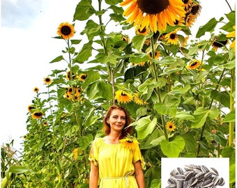 Semillas de girasol rascacielos para plantar / Semillas de jardín raras y exóticas / Enormes de 15 a 20 pies de altura con girasoles gigantes