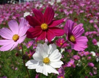 Cosmos Sensation Mix (Multicolor) 100 semillas tradicionales sin OMG