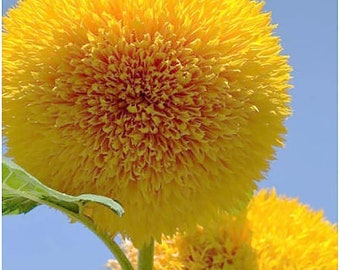 Semillas de girasol de oso de peluche gigante 30 Jardín anual Pájaros Abejas